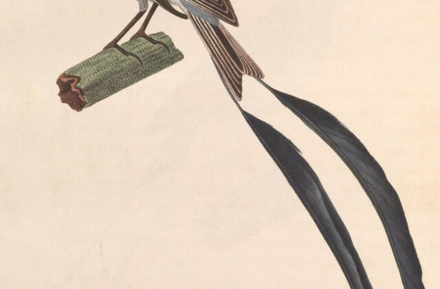 Strange-tailed Tyrant