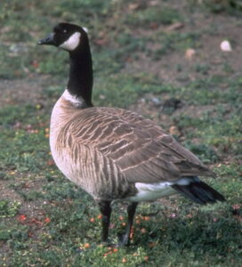 Cackling Goose