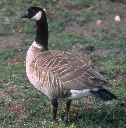 Cackling Goose