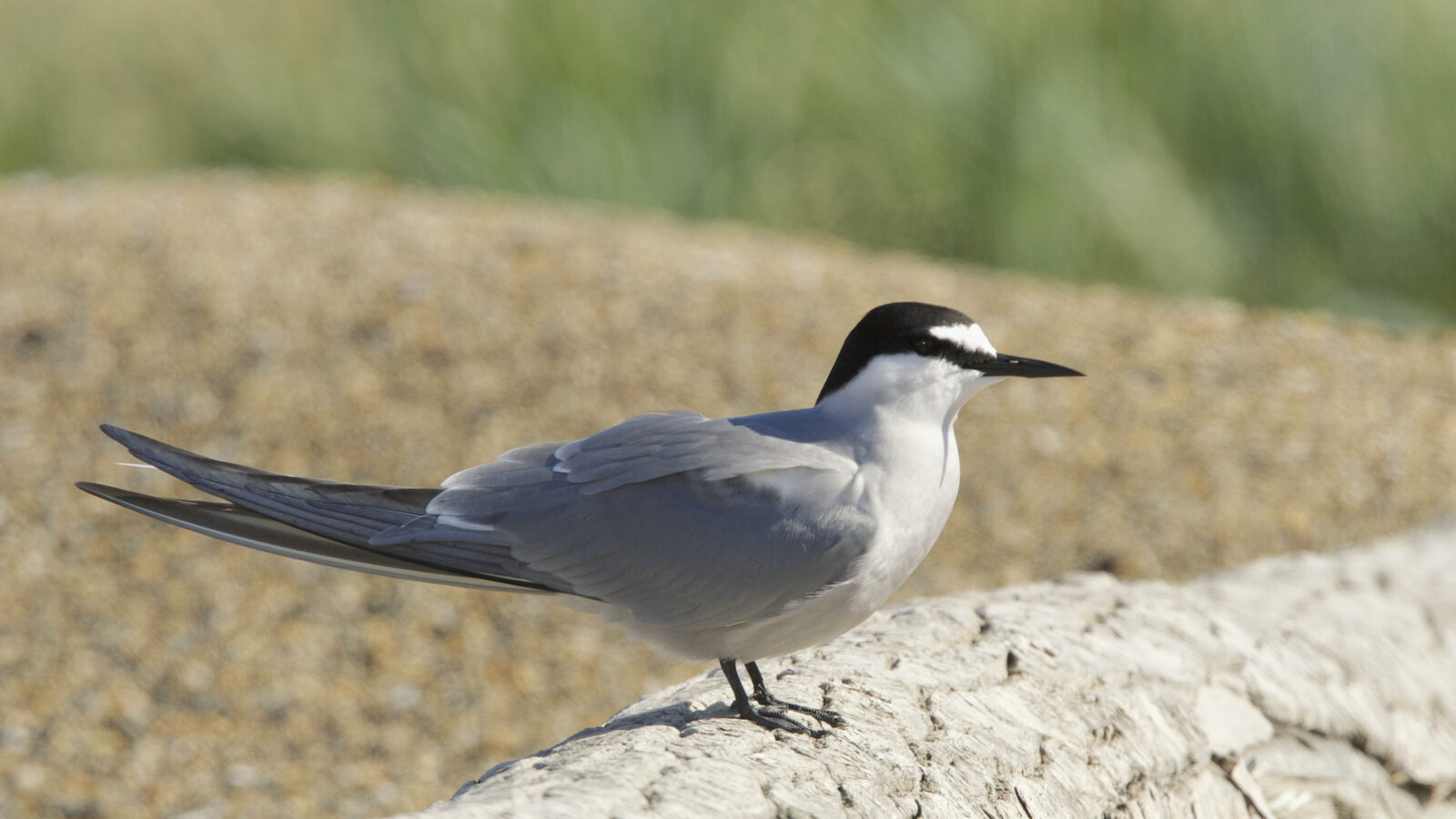 Aleutian Tern