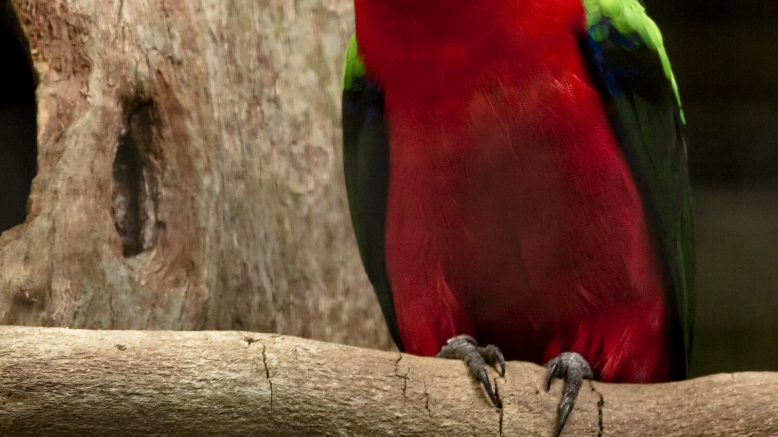 Papuan King Parrot