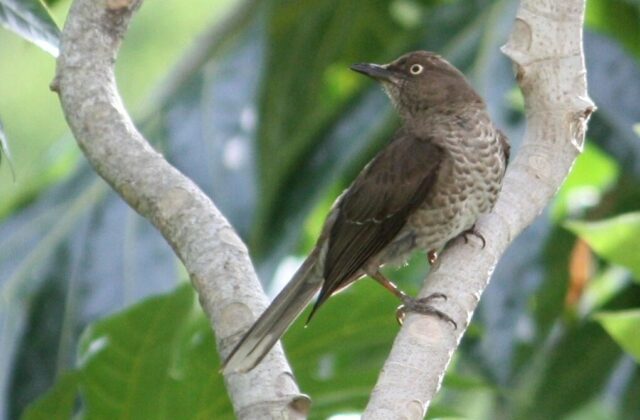 Scaly-breasted Thrasher