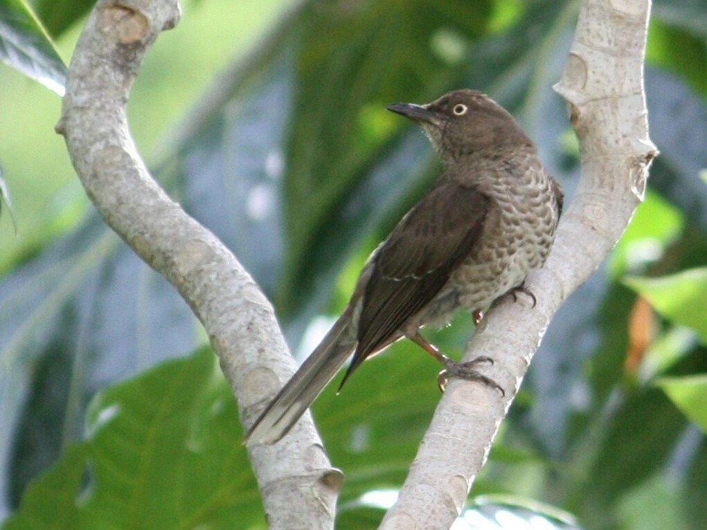 Scaly-breasted Thrasher