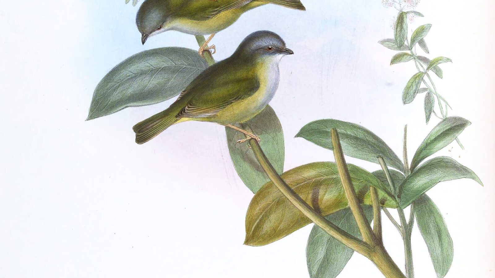 Green Shrike-babbler