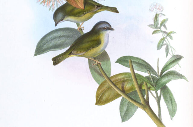 Green Shrike-babbler