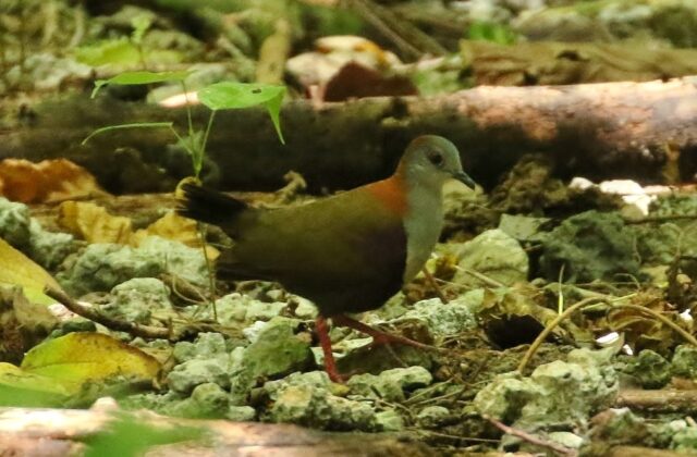 Palau Ground Dove
