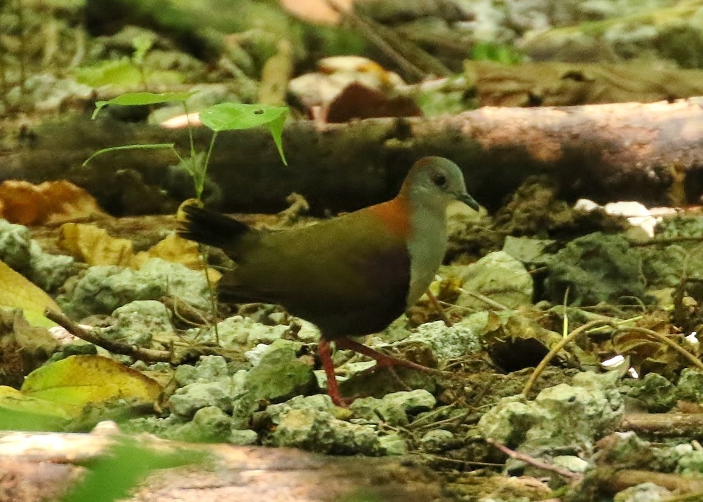 Palau Ground Dove