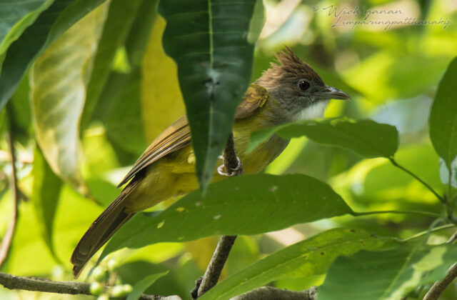 Brown-cheeked Bulbul