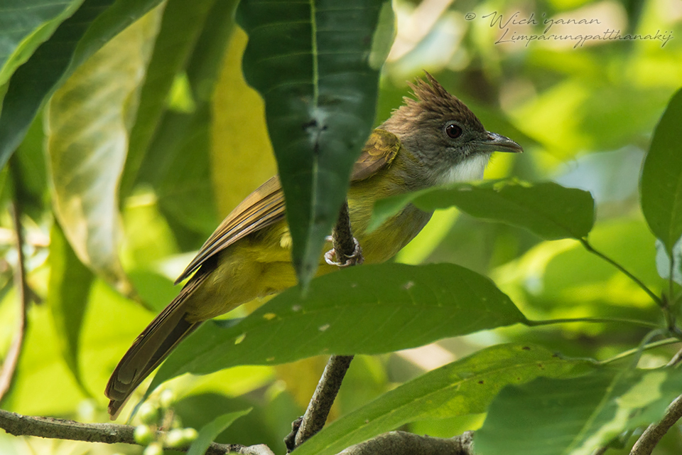Brown-cheeked Bulbul