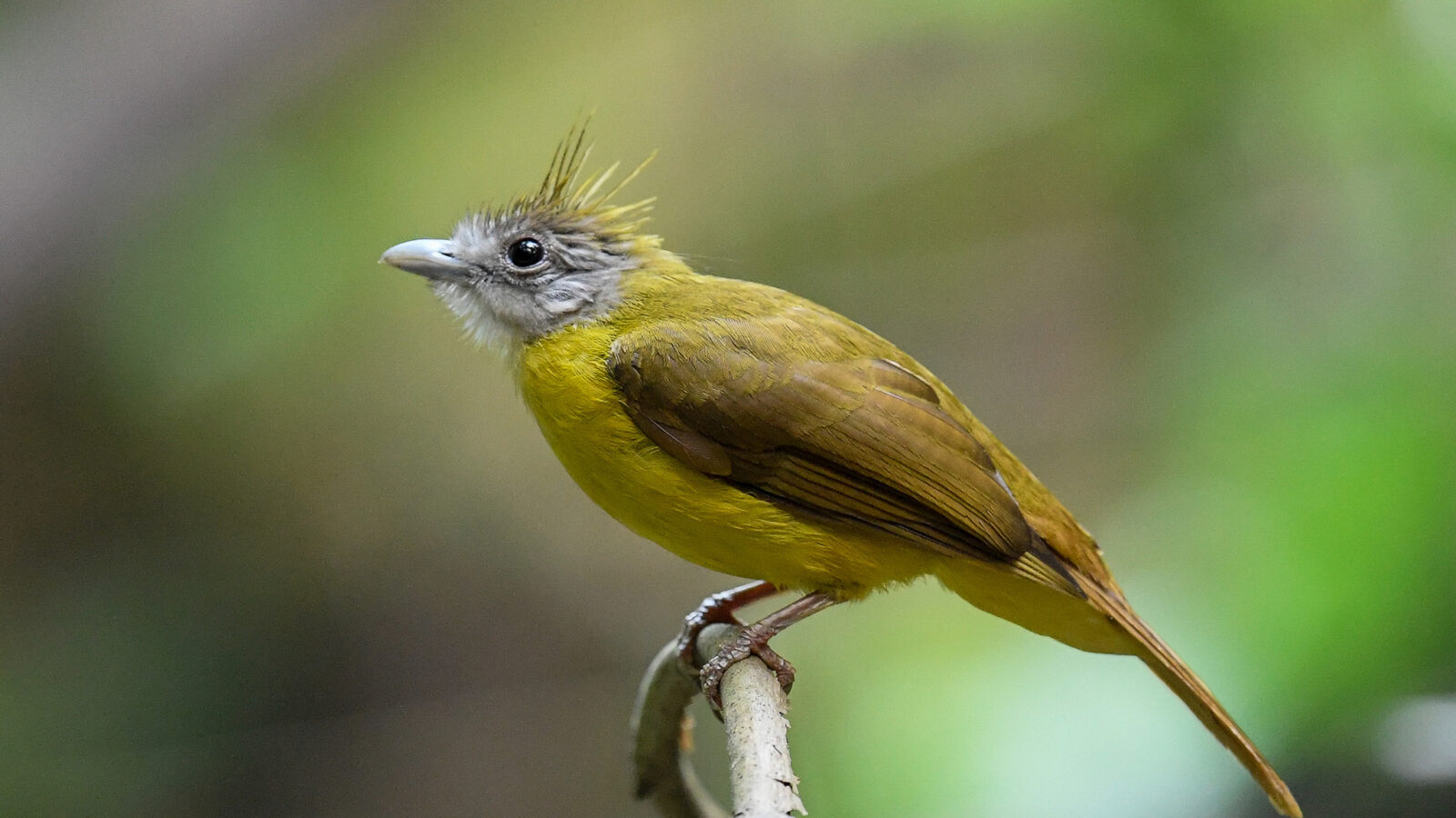 White-throated Bulbul