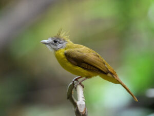 White-throated Bulbul