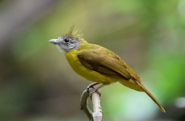White-throated Bulbul