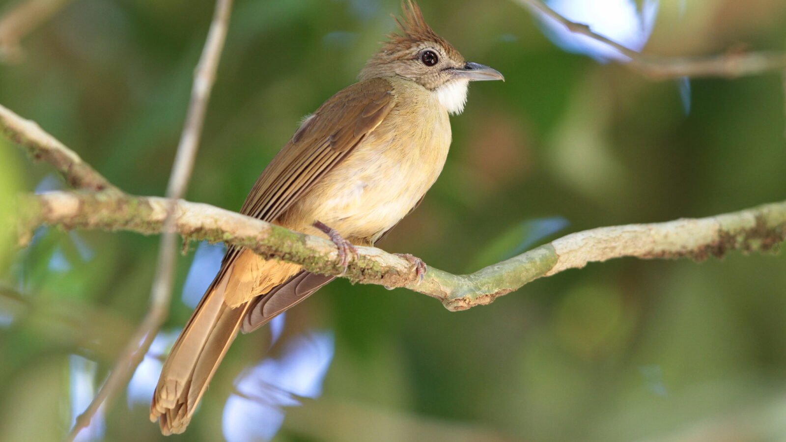 Ochraceous Bulbul