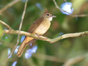 Ochraceous Bulbul
