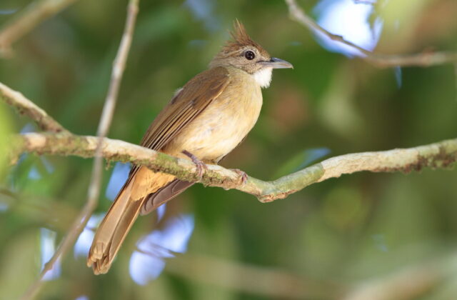 Ochraceous Bulbul