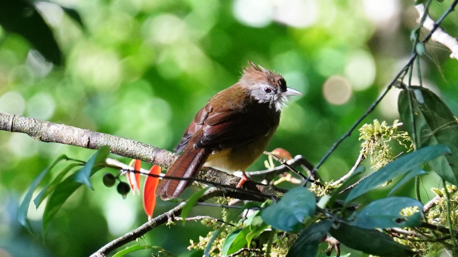 Puff-throated Bulbul