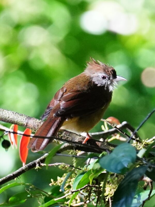 Puff-throated Bulbul