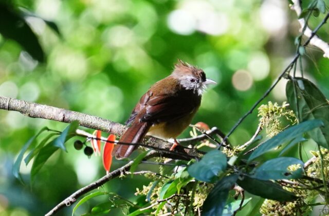 Puff-throated Bulbul