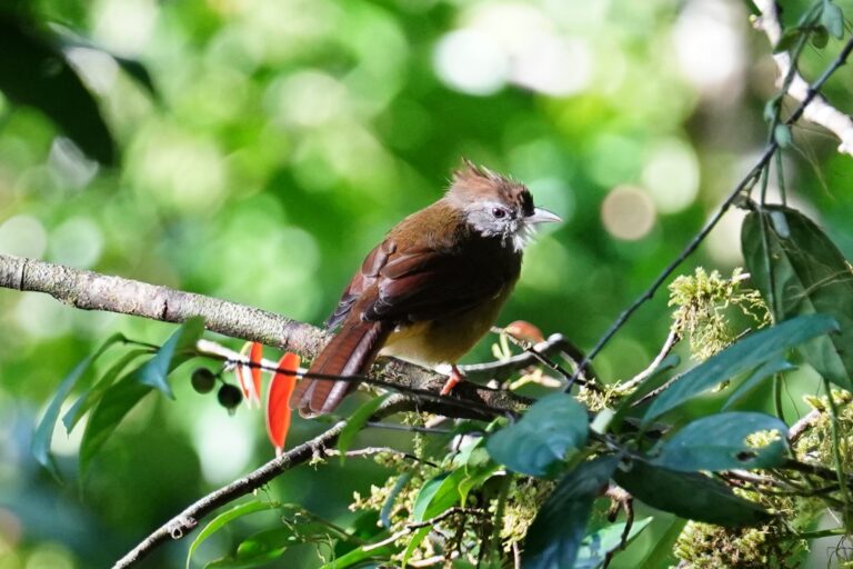 Puff-throated Bulbul