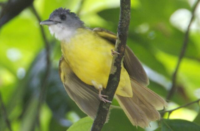 Yellow-bellied Bulbul