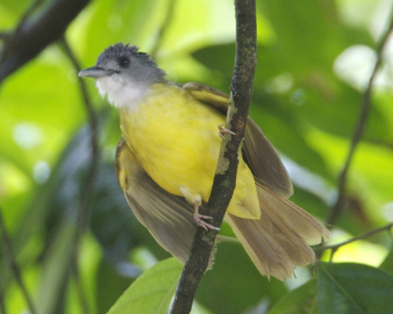 Yellow-bellied Bulbul