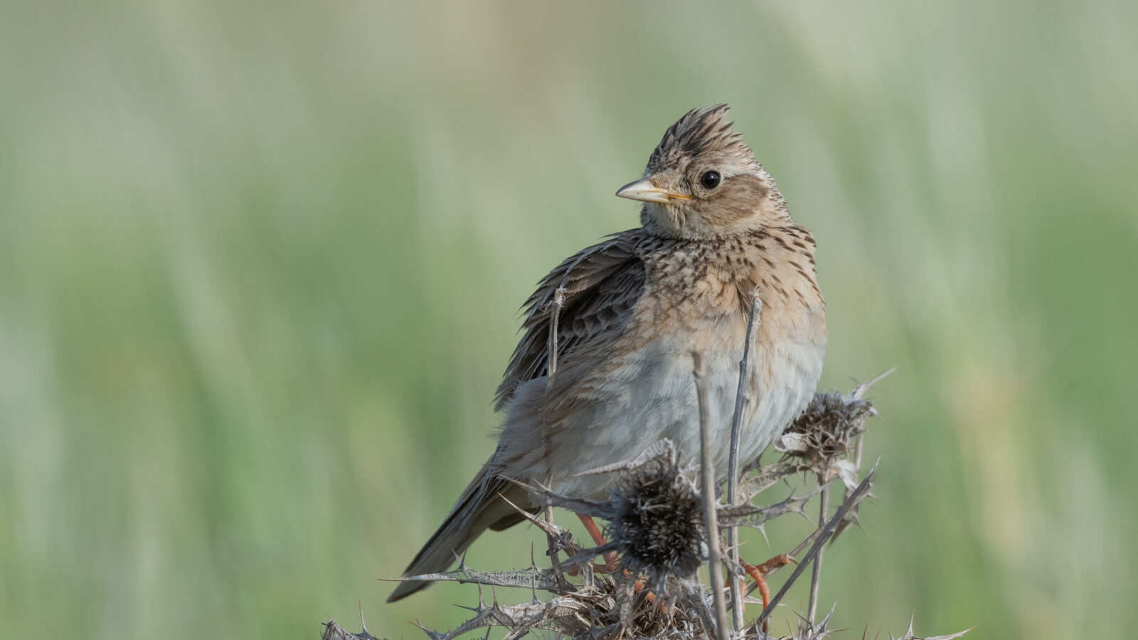 Eurasian Skylark