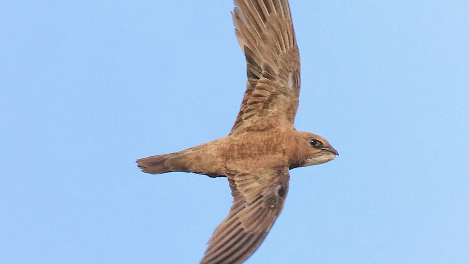 Alpine Swift