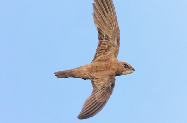 Alpine Swift