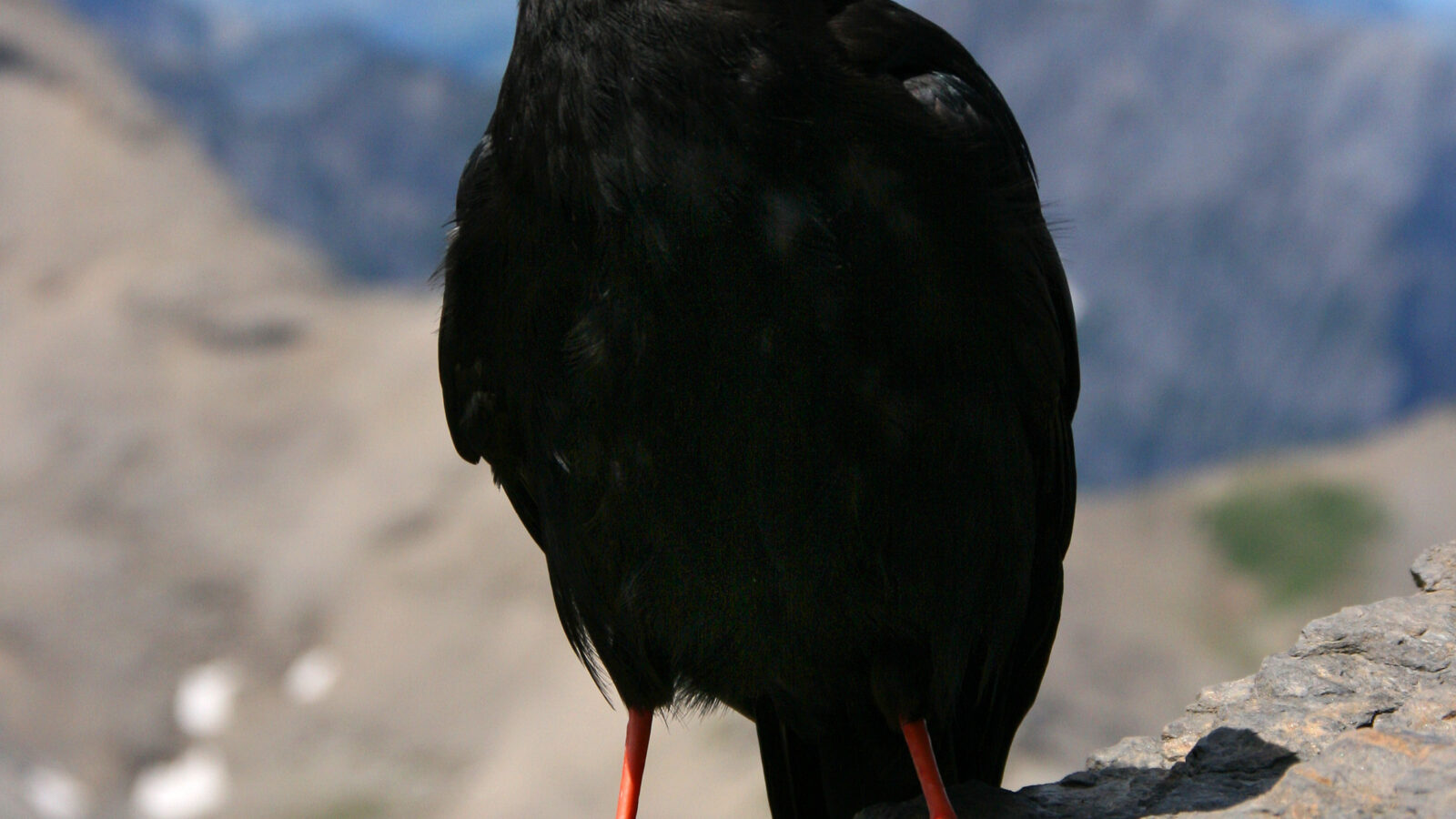 Alpine Chough