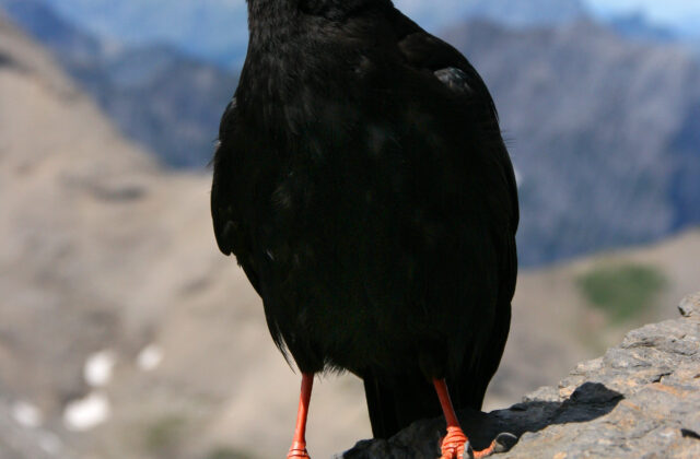 Alpine Chough