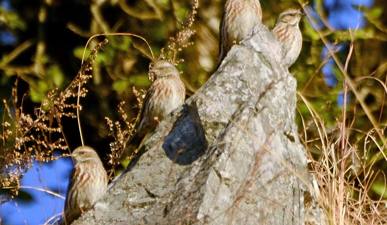 Altai Accentor