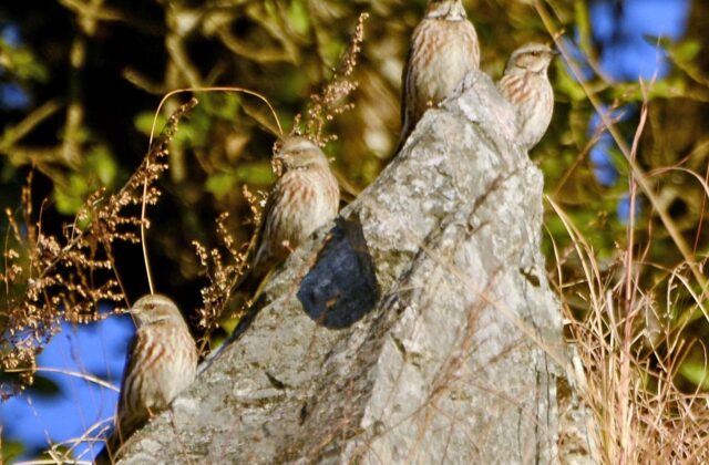 Altai Accentor
