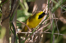 Altamira Yellowthroat