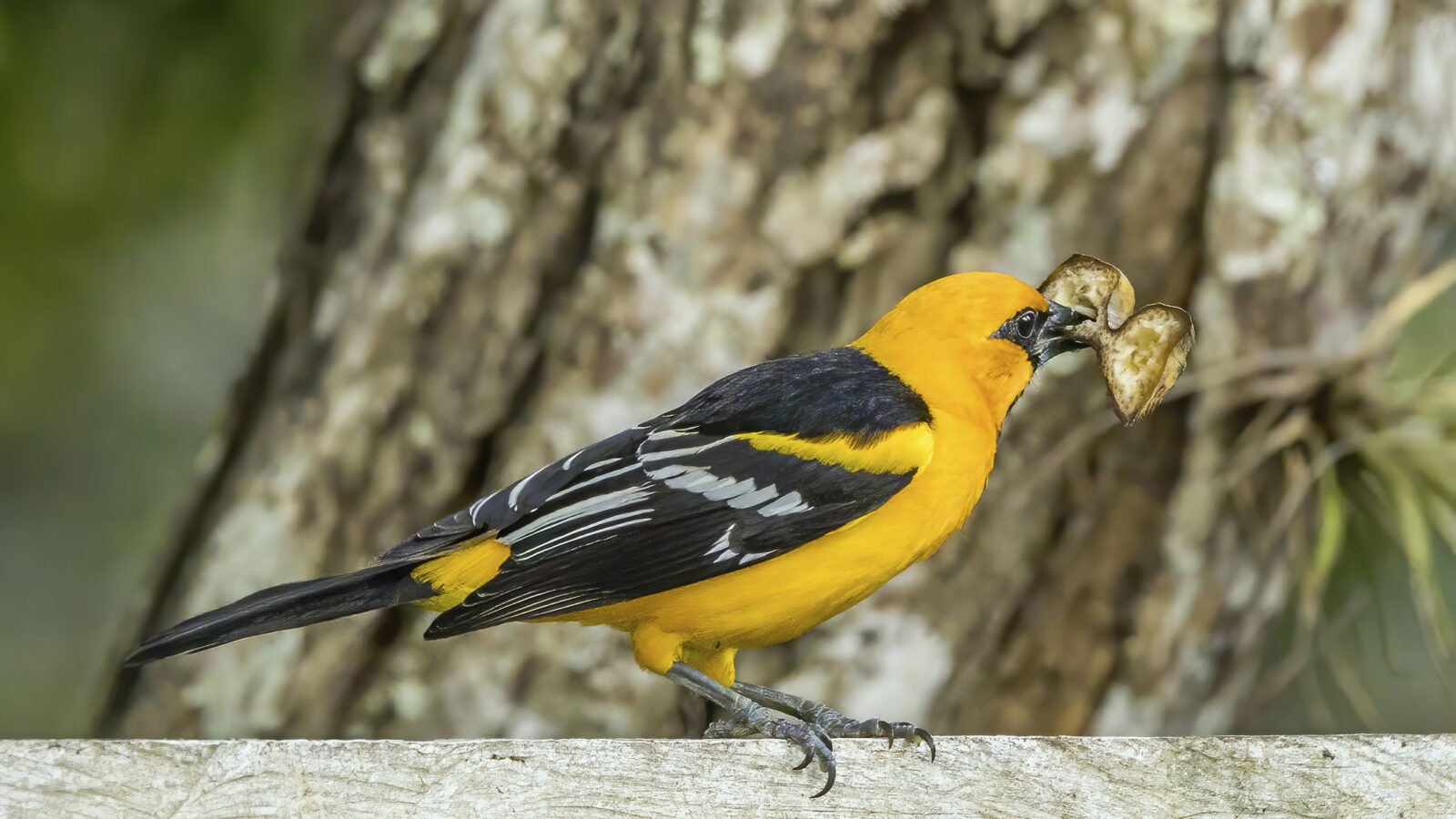 Altamira Oriole
