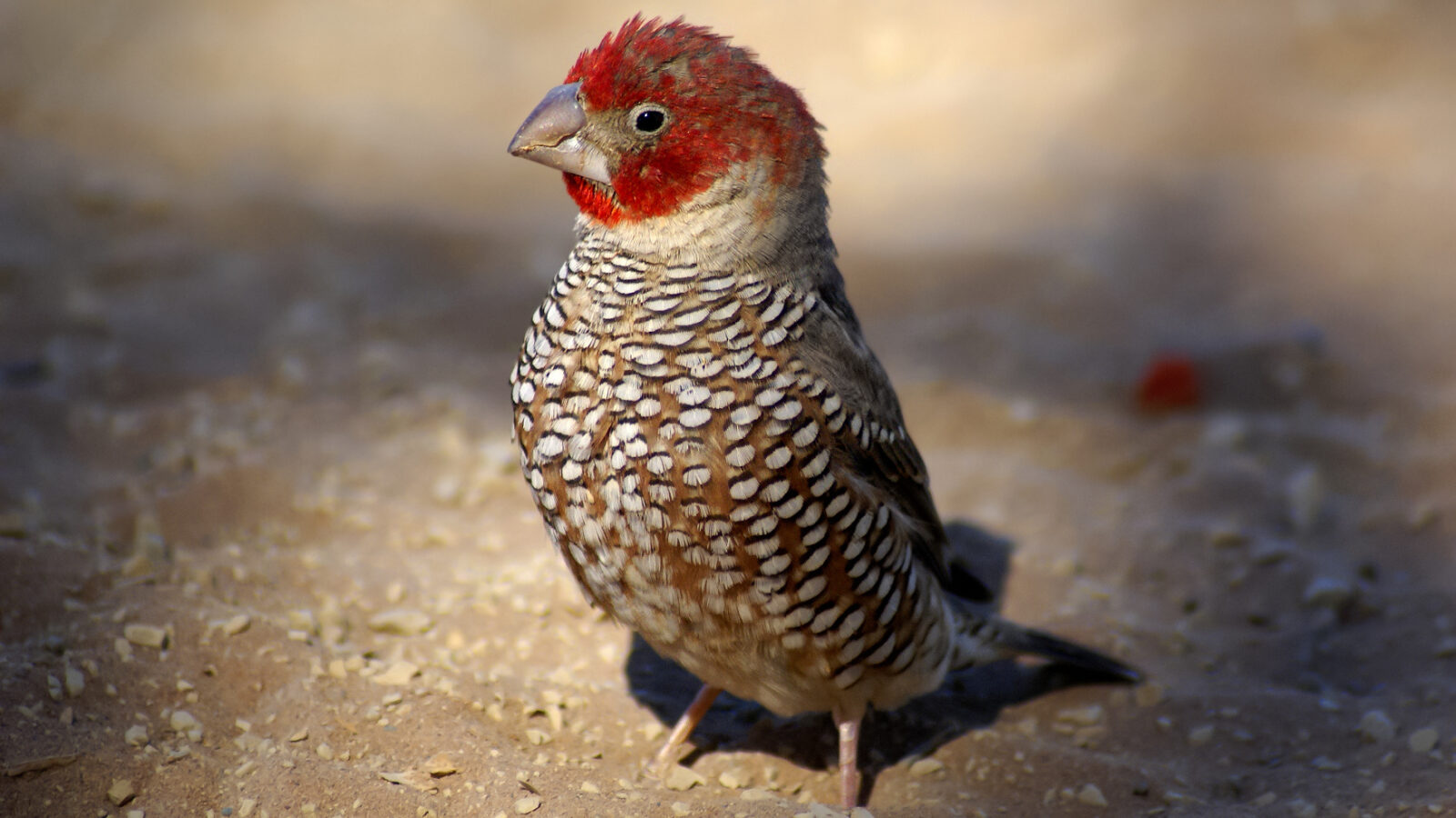 Red-headed Finch