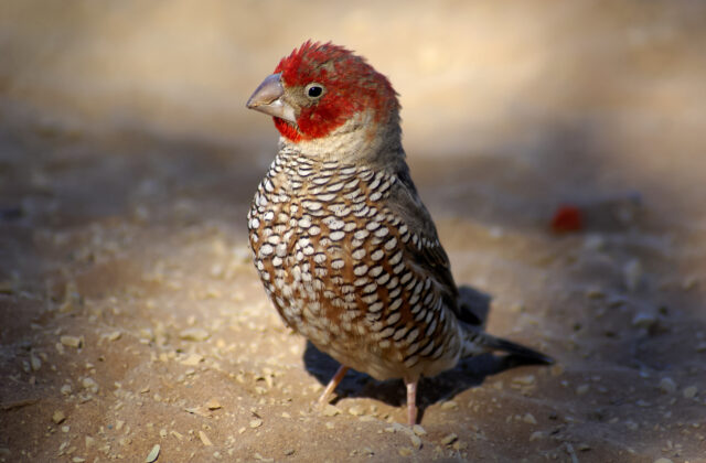 Red-headed Finch