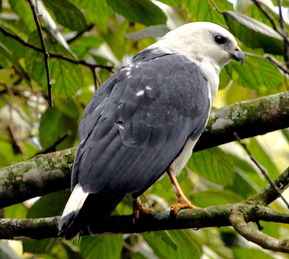 White-necked Hawk