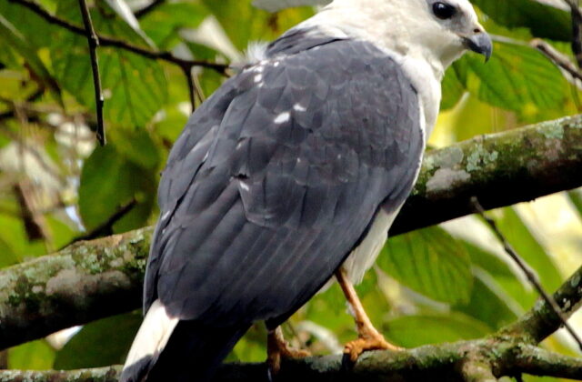 White-necked Hawk