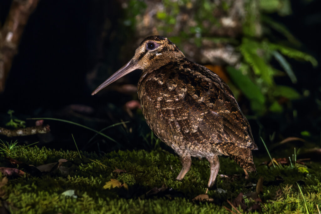 Amami Woodcock