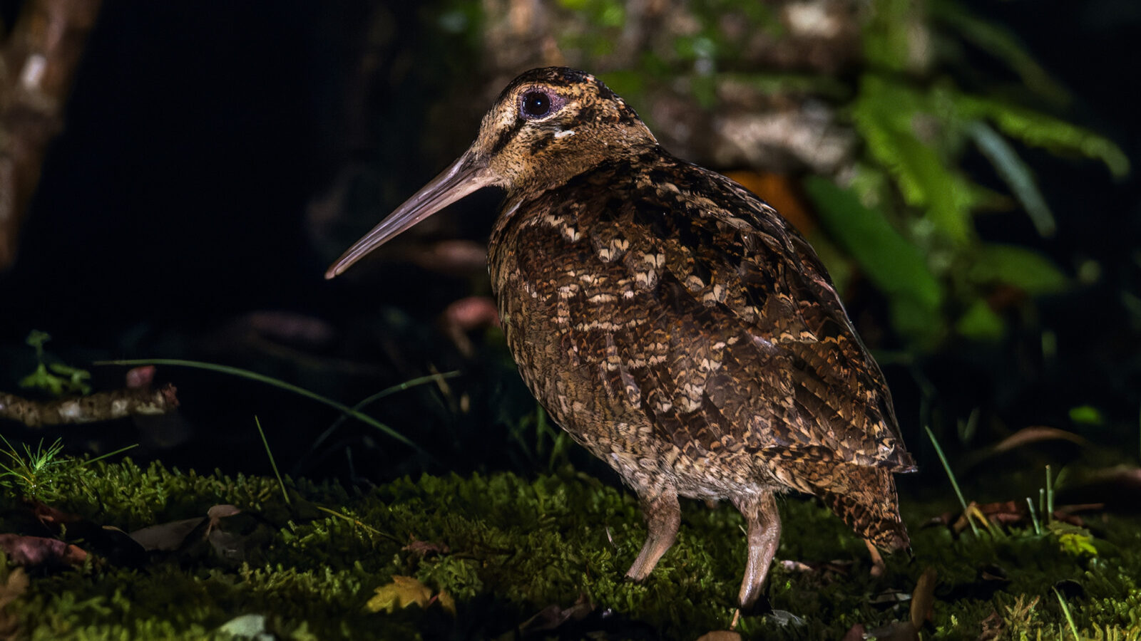 Amami Woodcock