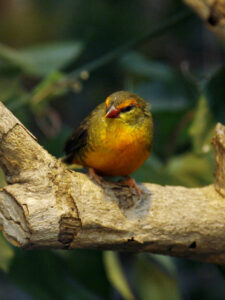 Orange-breasted Waxbill