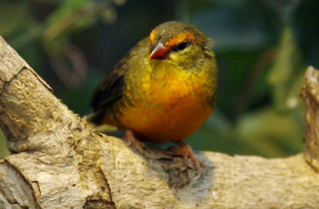 Orange-breasted Waxbill