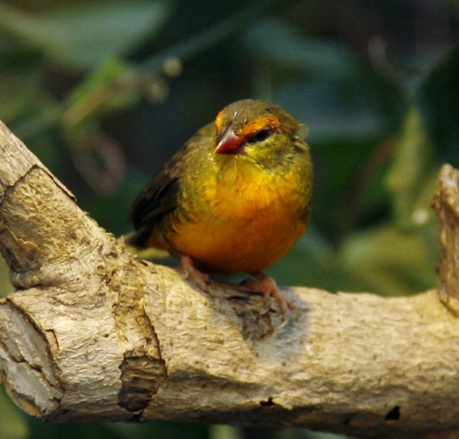 Orange-breasted Waxbill