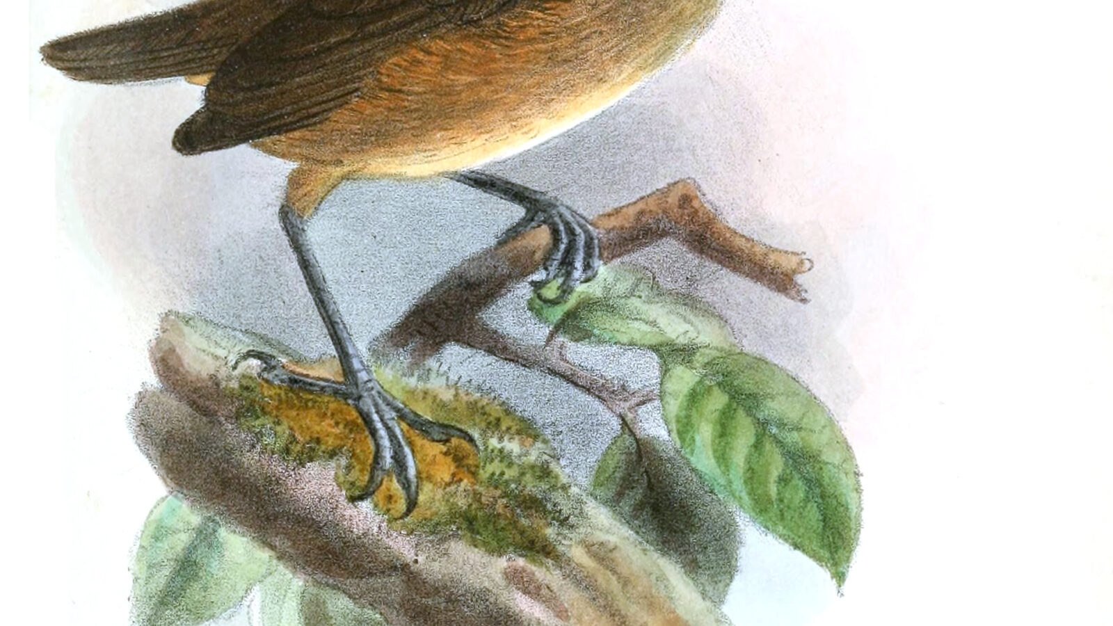 Kemp’s Longbill
