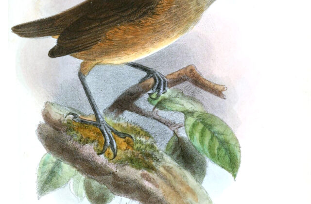 Kemp’s Longbill