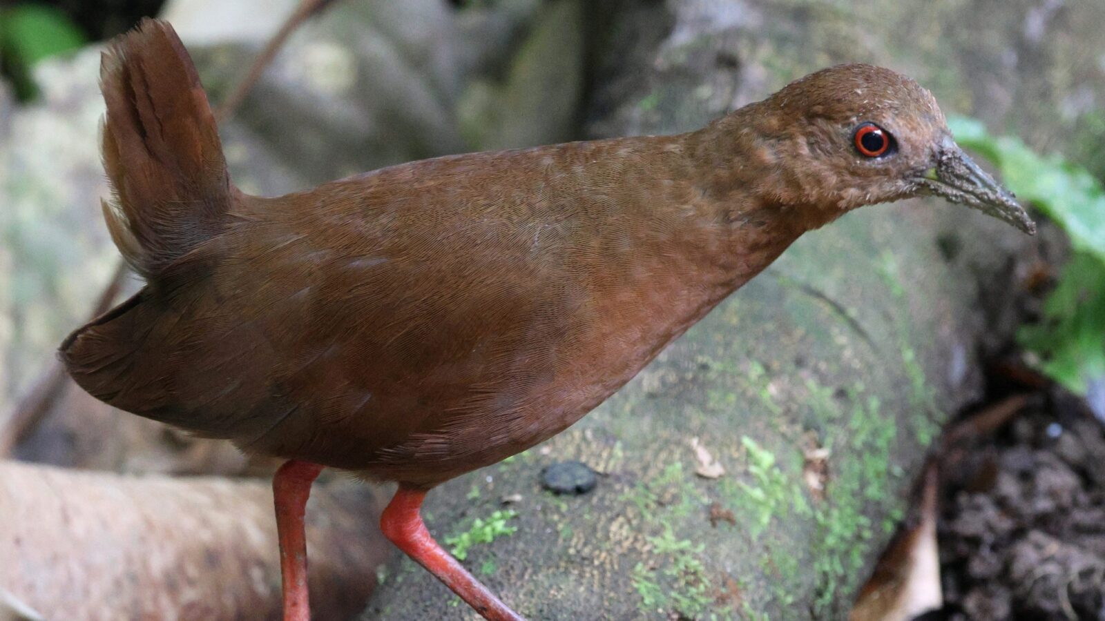 Uniform Crake