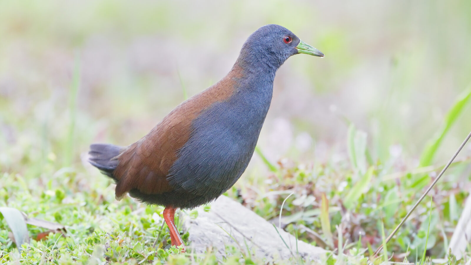 Black-tailed Crake