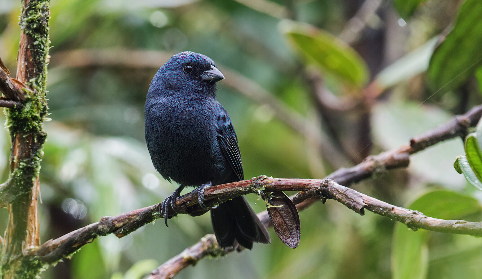 Ecuadorian Seedeater