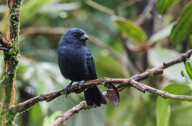 Ecuadorian Seedeater