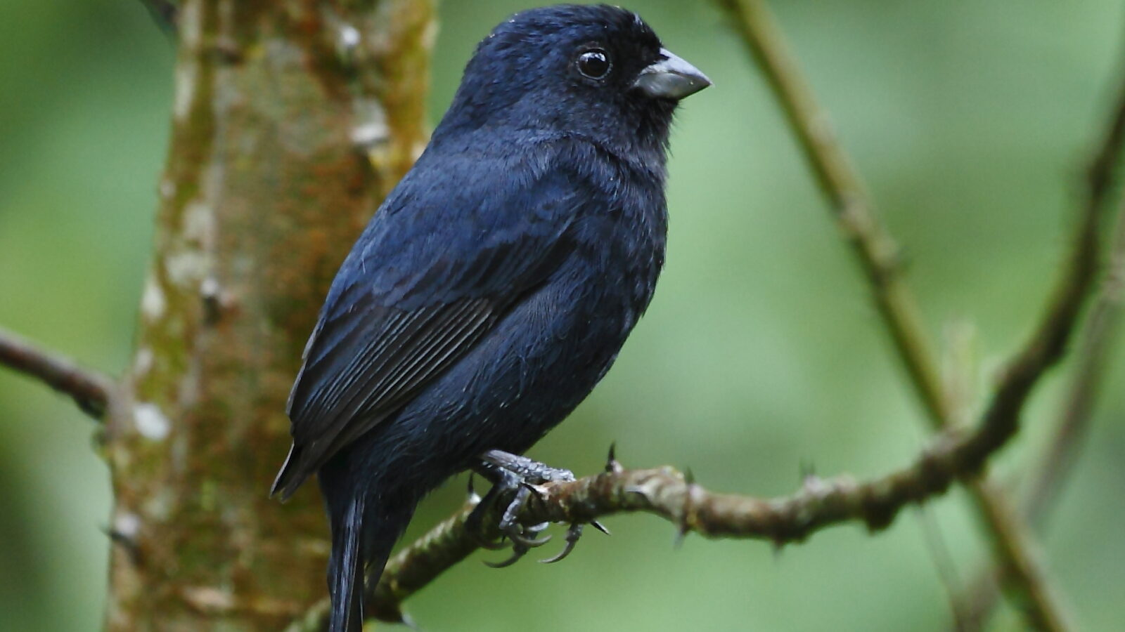 Blackish-blue Seedeater